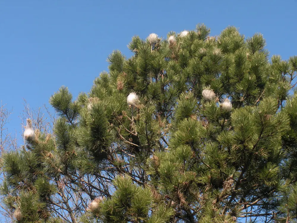 Eliminiamo i nidi di processionaria dagli alberi