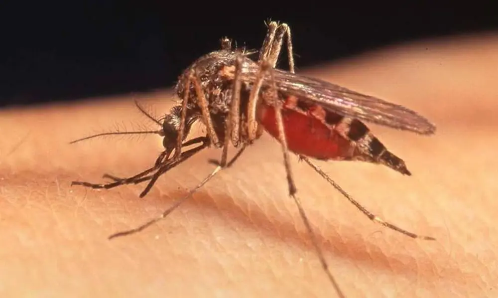 Prevenzione West Nile virus: obbligo di trattamenti adulticidi in caso di manifestazioni all
