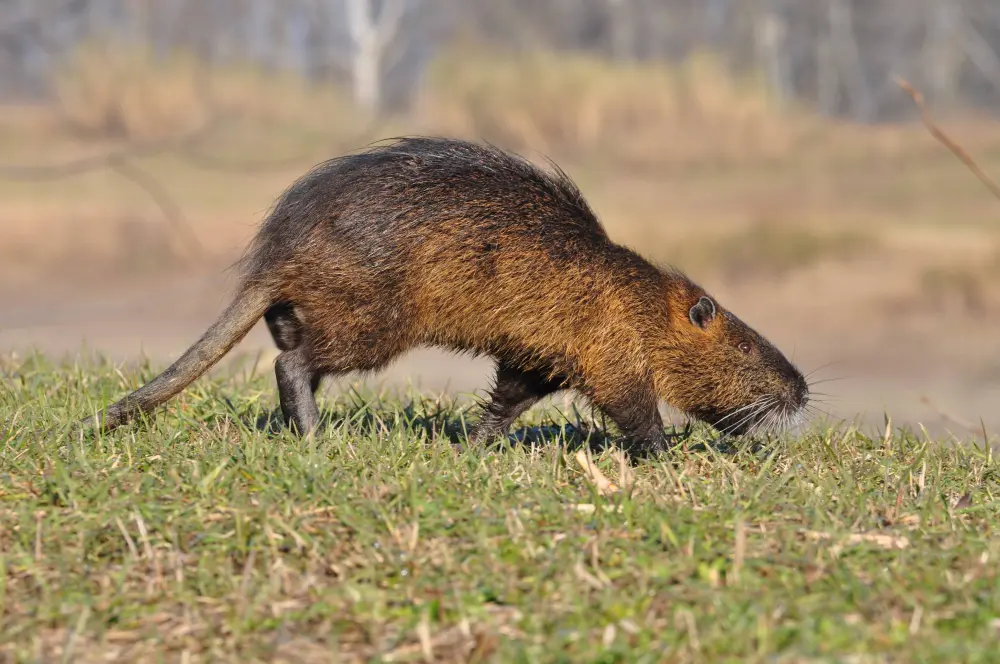 Controllo specie invasive: segnala la presenza di nutrie!