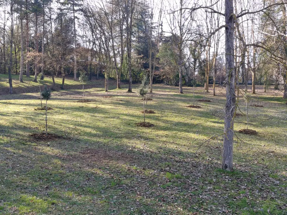 In arrivo 150 nuovi alberi al Picchio e alla Bertella alta