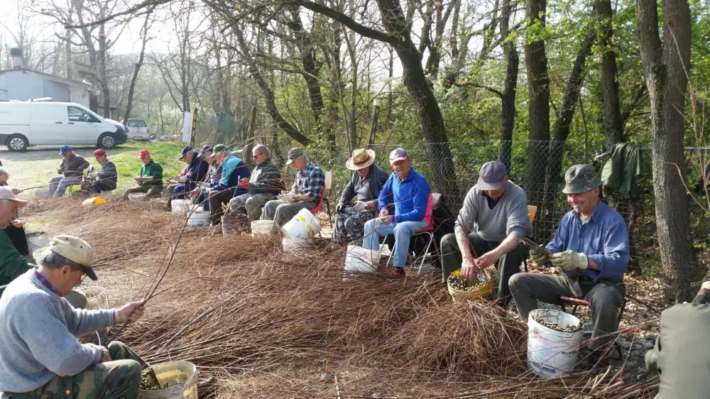 Torna “Salviamo la montagna”. Domenica 19 ritrovo a Palesio per la preparazione delle talee