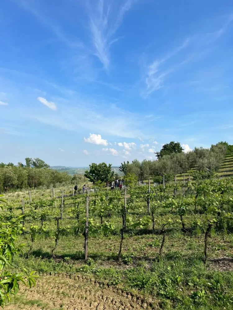 Aperte le prenotazioni per la Camminata tra gli Olivi a Liano