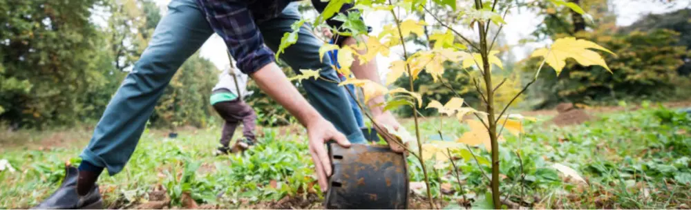 Nasce il bosco urbano a Osteria Grande: sabato 18 mattina piantumazione e taglio del nastro