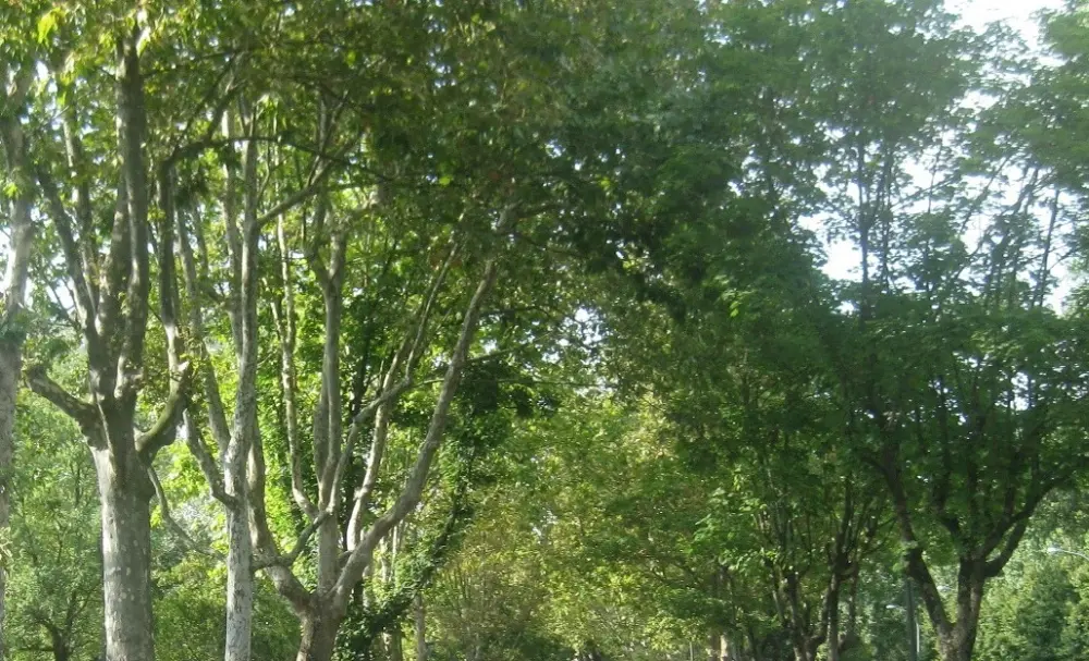 Arboricoltura & Alberi: incontro divulgativo aperto a tutti venerdì 9 ore 20,30 alla Sala Sassi