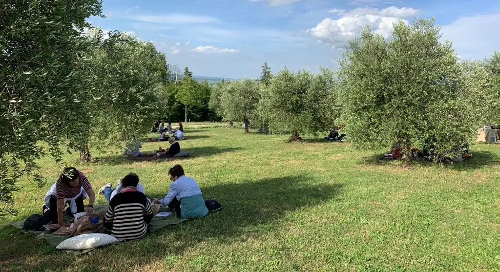 Merenda nell’oliveta: “L’olio che unisce” 