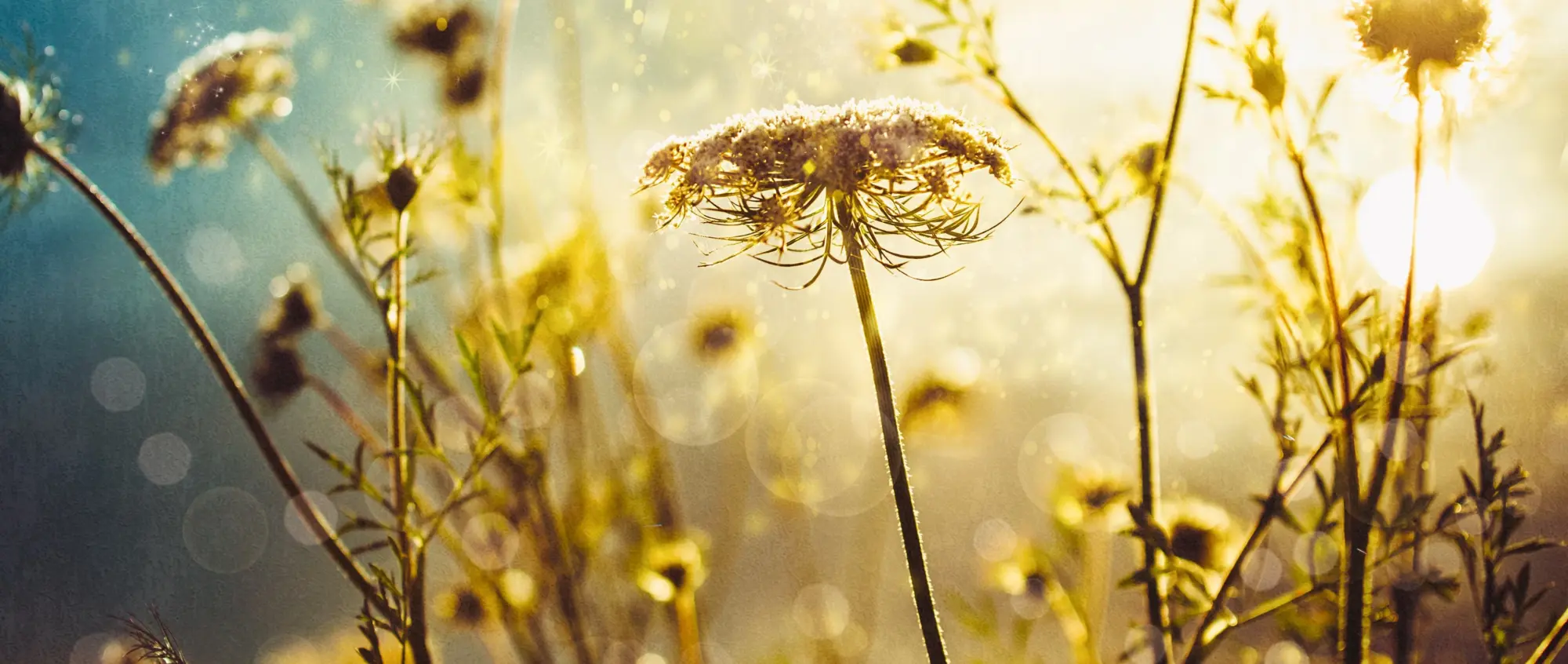 Apertura straordinaria dei cimiteri comunali per Ognissanti e Commemorazione dei Defunti