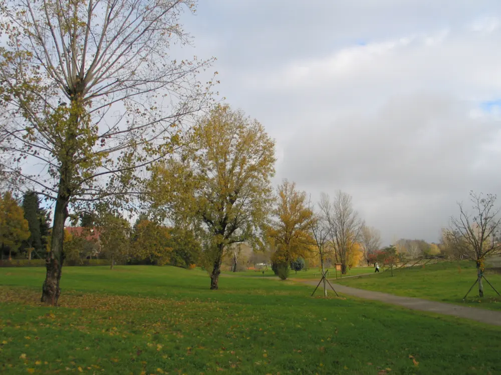 Attenzione alla cura degli alberi!