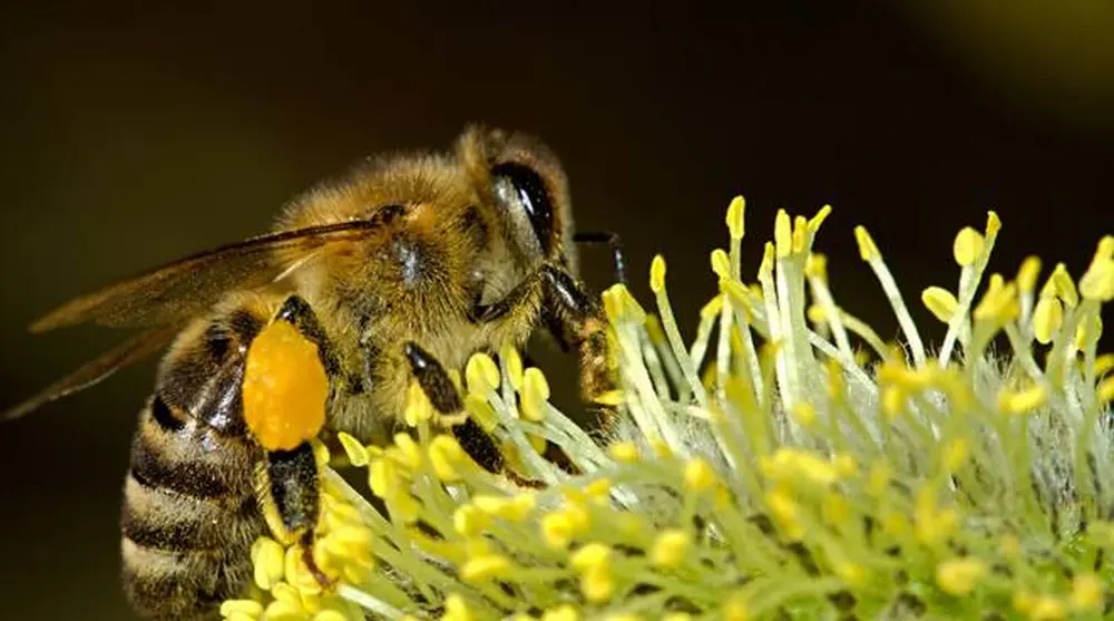 Al via il corso webinar gratuito "Progettare giardini amici delle api"